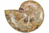 Jurassic Cut & Polished Ammonite Fossil (Half)- Madagascar #216016-1
